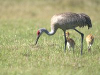 A1B0158  Sandhill Crane (Antigone canadensis) - adult pair with two colts